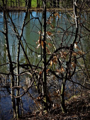 Spring pond